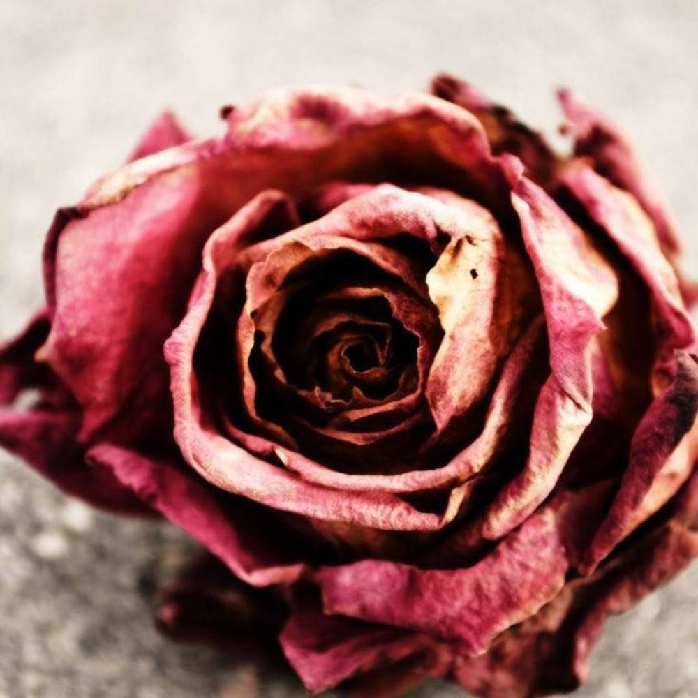 Meet your Posher, Molly